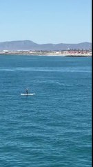Une baleine saute près d'un paddleboardeur