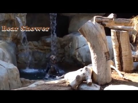 Grizzly Bear Showers Under Waterfall