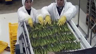 Asparagus - Freezing of asparagus in OctoFrost from IQF Frost