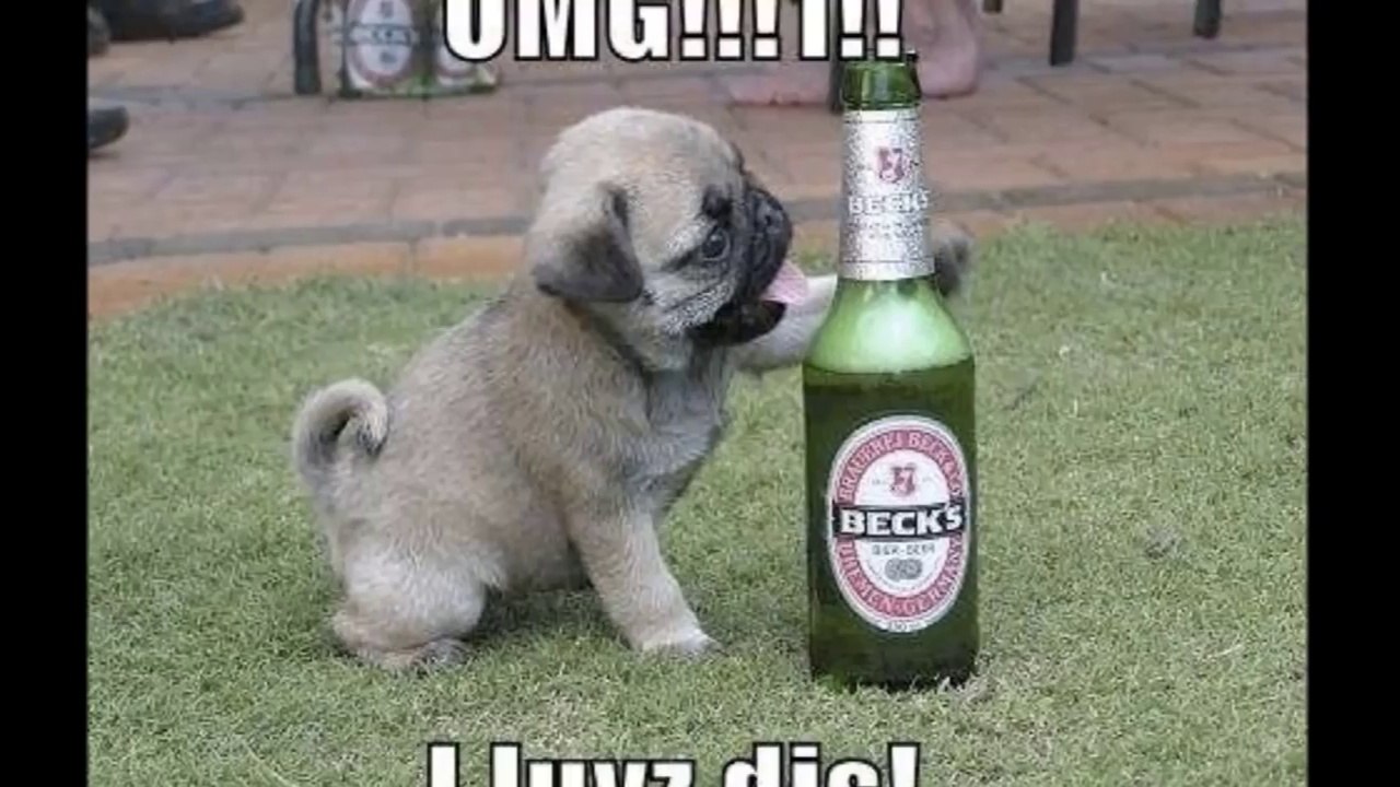 Fucking good funny pictures - funny images - comedy - lough