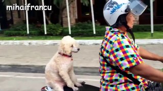 I video più divertenti del 2016 sui cani