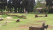 Miniature DailyMotion