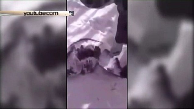 Два студента на Дальнем Востоке сняли на видео жестокую казнь птицы - Телеканал «Звезда»