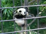 6/21 (part 5) Tai tree antics by panda cafe - 898