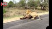 Biggest wild animal fights _ CRAZIEST Animals Attack Caught On Camera