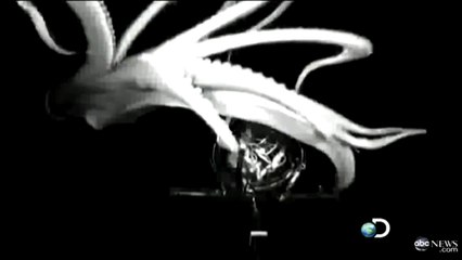 First Footage Of Giant Squid