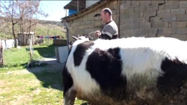 Büyükbaş Hayvanlara Yayla Öncesi Tırnak Bakımı