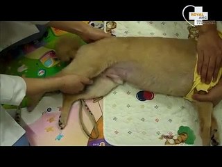 총이 대퇴골두절단술 수술 후 1~2주차 재활 (고관절탈구)