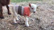 Baby Goats Wearing Tiny Sweaters Are Too Cute To Miss