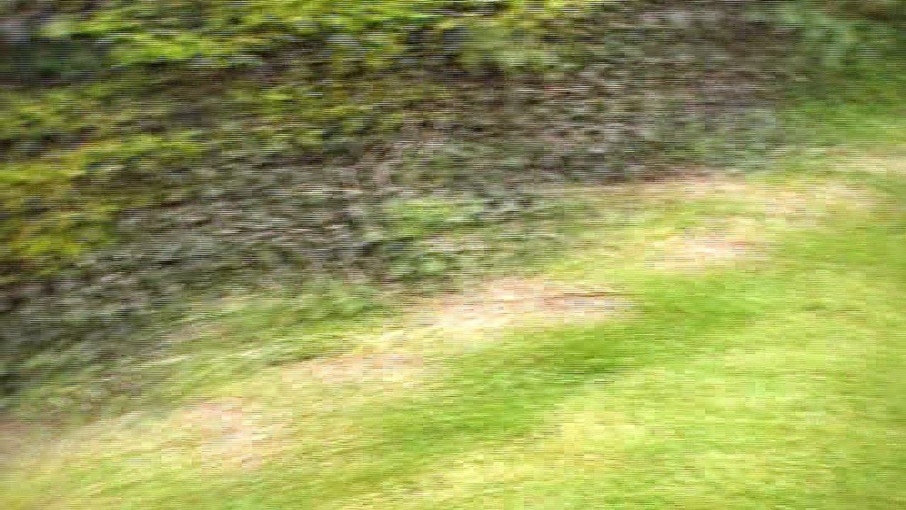 Mâle2 - Copie