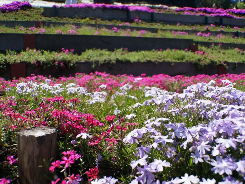 ヤマサ蒲鉾 芝桜