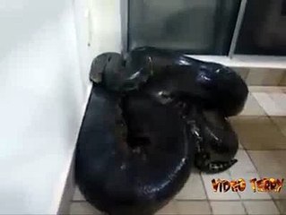 Hombre encuentra anaconda en su casa cuando llega de trabajar