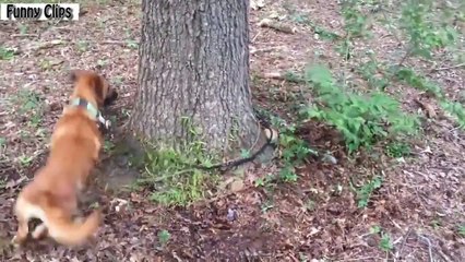 Funny Dogs Funny Animals Chasing Their Own Leash Compilation(Funny Clips)