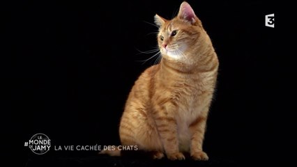 Pourquoi le chat aime ceux qui ne l'aime pas ? - Le monde de Jamy