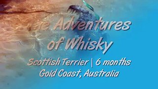 First Big Swim | Whisky, Scottish Terrier 6 months