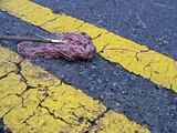 Herds of earthworms congregate at Eisenhower State Park