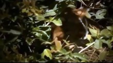 Top 10 Animal Fight يجب مشاهدته