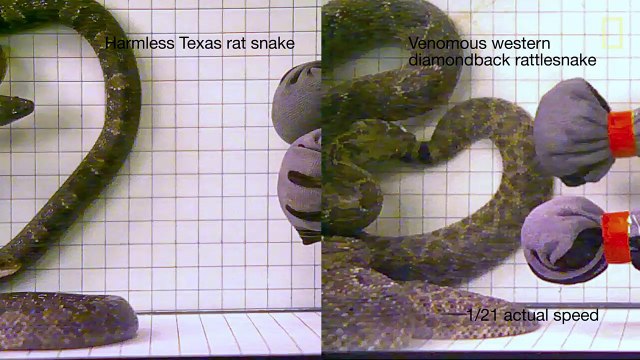 Watch Snakes Strike in Slow Motion