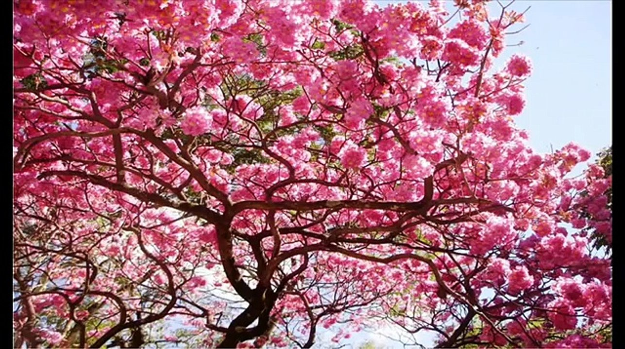 ESPIRITISMO NOSSO LAR IMAGENS DO ALEM CHICO XAVIER E HEIGORINA CUNHA PARTE 2 DE 2