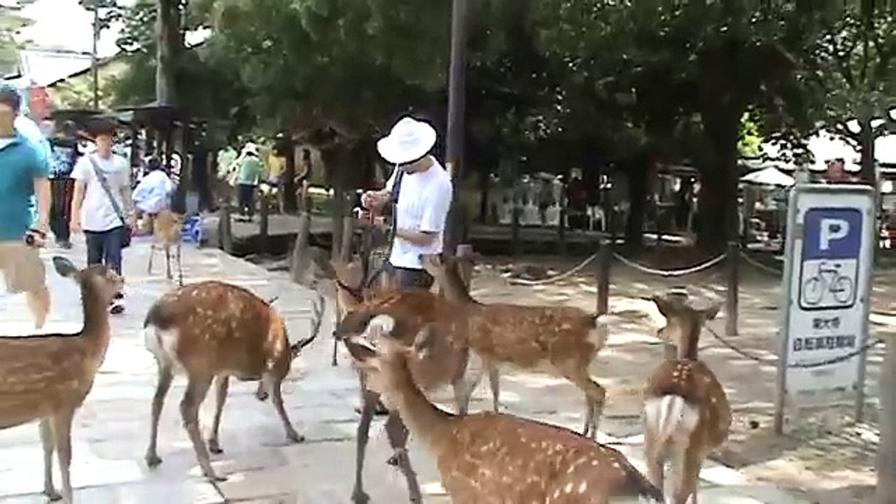 les biches de Nara - Kansaï - Japon