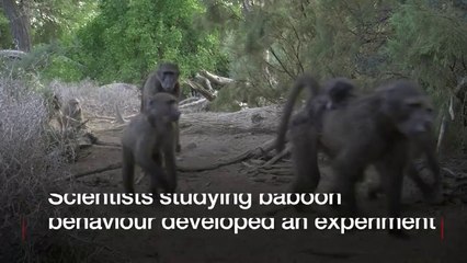 Baboons form orderly queues, researchers say