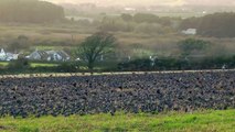 Starling Murmuration Cornwall From Wire To Roost Birds Flying and Flocking Together