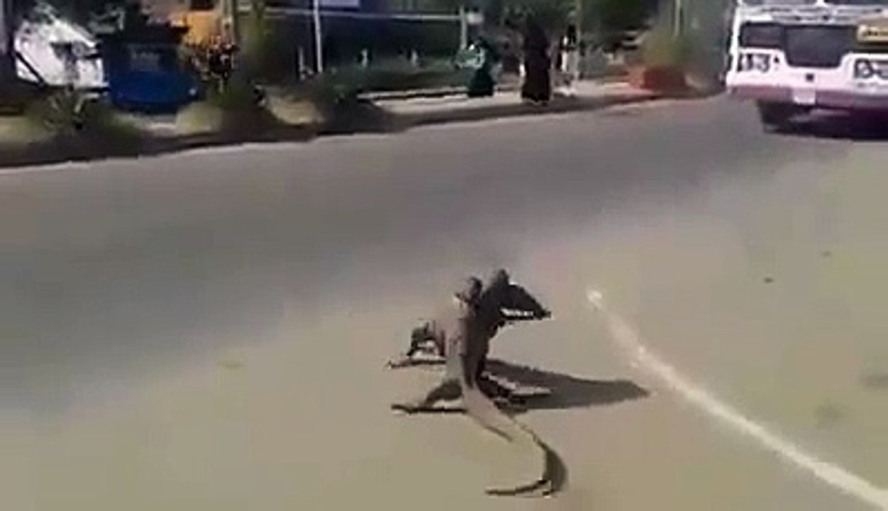 Monitor lizards fighting on the road
