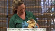 Busch Gardens Welcomes Two Baby Sloths - Busch Gardens® Tampa Bay