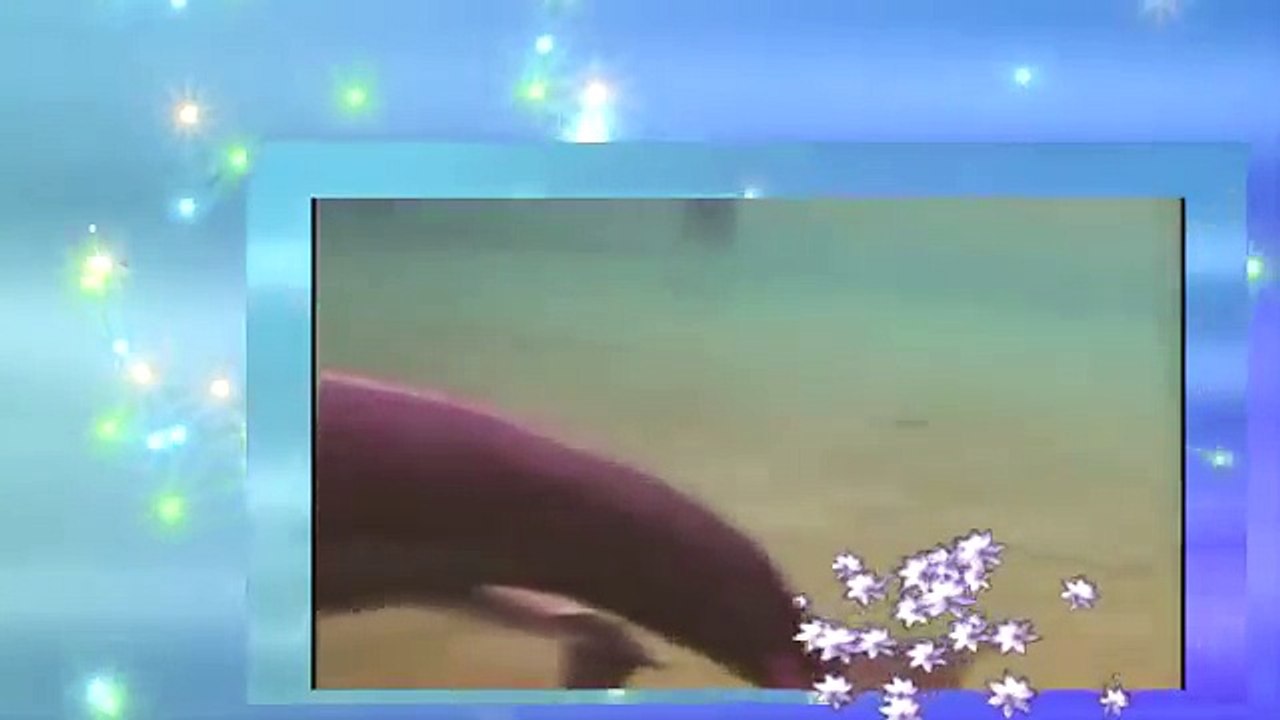 Dolphin has birth|animal planet documentary
