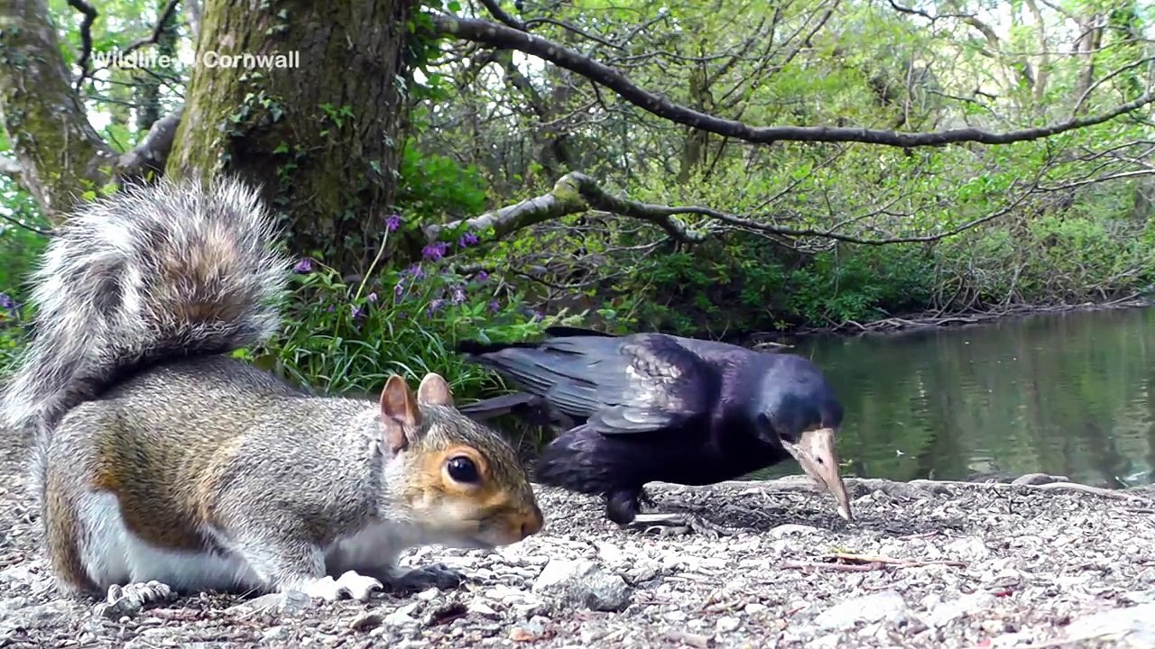 Video for Cats to Watch Birds Rook & Jackdaw