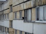 Rusya'da 10. kattan atlayan kedi dört ayağı üzerine düştü