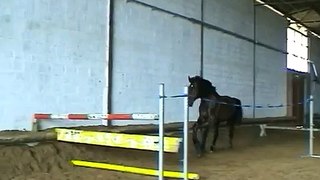 horse free jump accompanied by mini pinch