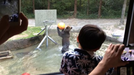Bear Shoots Hoops
