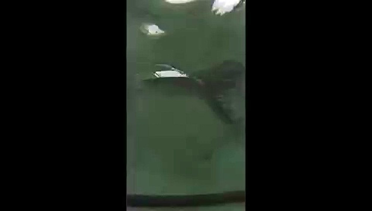 video4