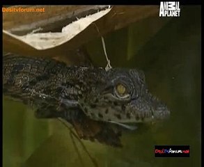 Animal Planet Safari 2nd December 2014 Video Watch Online pt2
