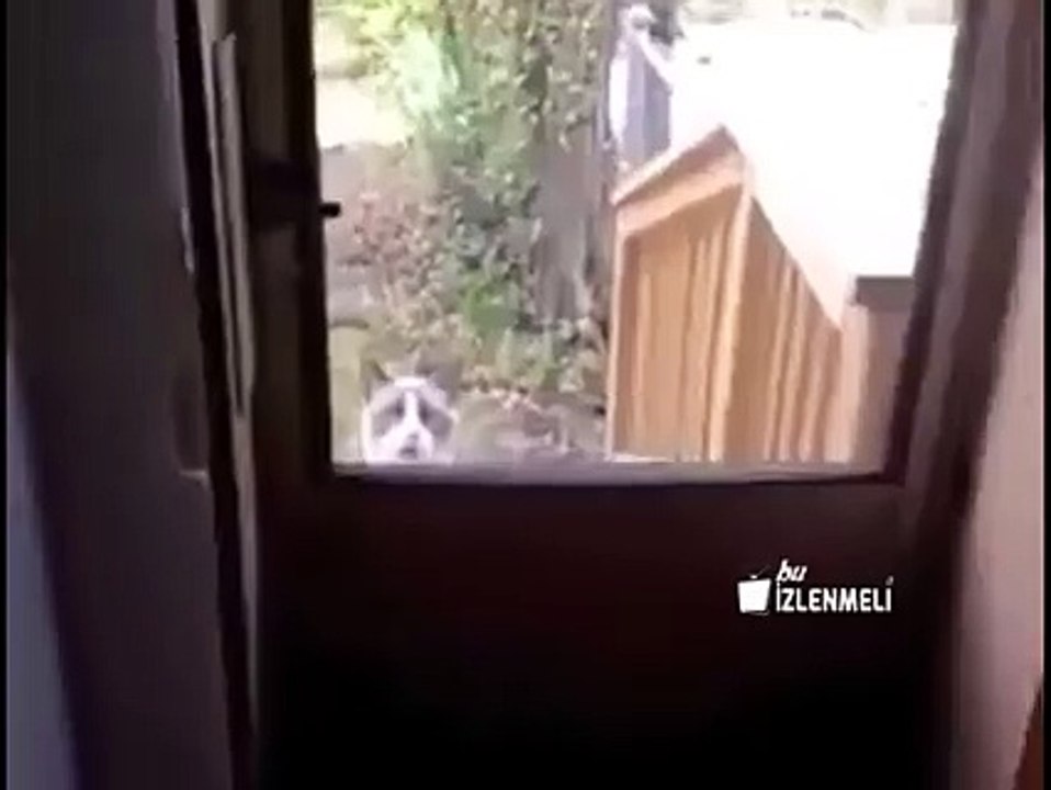 Gatto chiacchierone