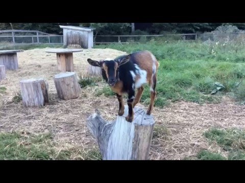Kids Sing Song Dedicated to Creamery Goats
