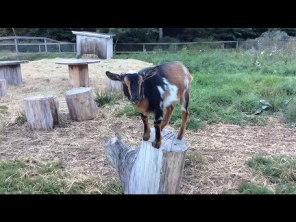 Kids Sing Song Dedicated to Creamery Goats