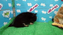 ☆チワワ☆男の子☆ブラックタン☆2/26生まれ♪ 4/13入荷