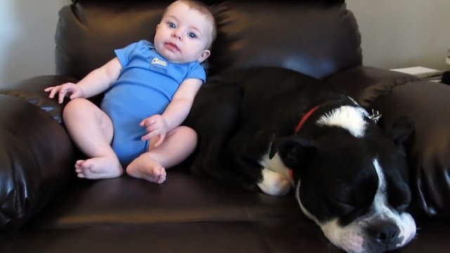 Regardez la reaction du chien quand le bébé va faire dans sa couche !