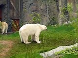 Polar Bears Nanuq and Arktos in Yukon Bay, Zoo Hannover