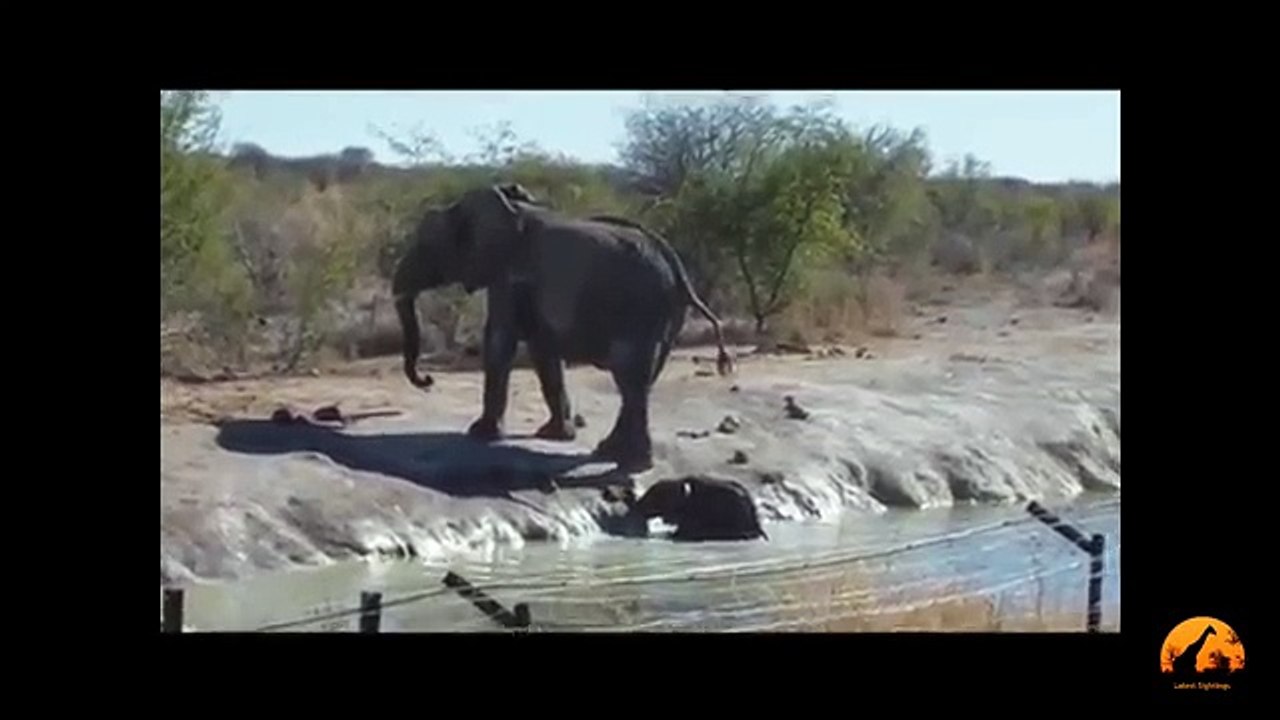 Herd Of Elephants Rescues A Calf - So Beautiful - Latest Sightings