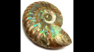 Healing Crystals Ammonite Information Video
