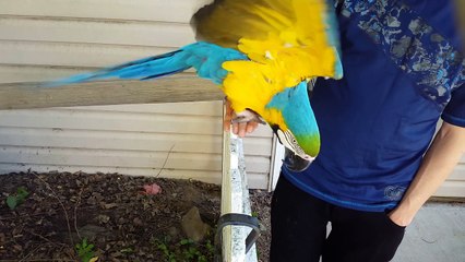 Blue and Gold Macaw Close Up