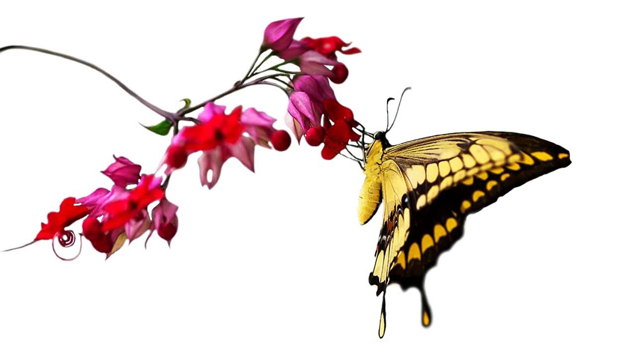 WPR2 (Schuldrecht AT) - 131/369 - Erfüllungssurrogate - Vertragliche Verbote