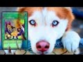 My Response To: Dining on Dogs in Yulin: VICE Reports