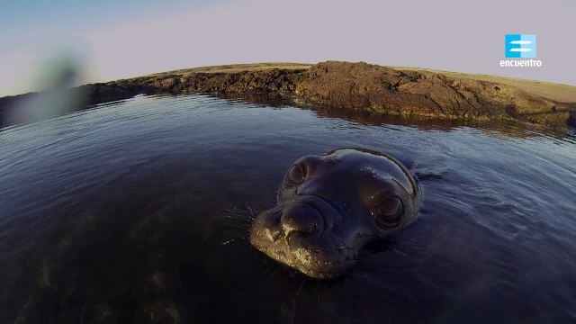 DOCUMENTAL COMPLETO Atlántico Sur especies migratorias latino