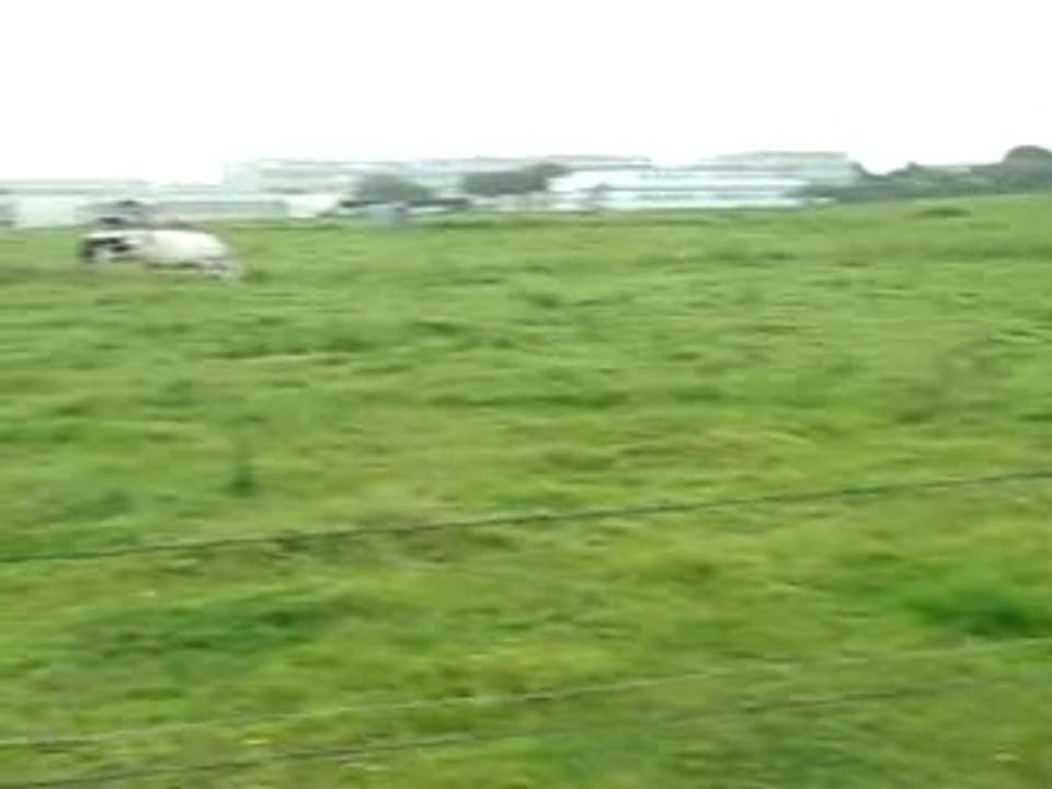 Aux alentours de Cherbourg (vaches) - Juin 2007