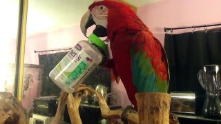 Macaw trying to open jar