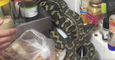 Snake Catchers Remove 8-Kilogram Bloated Snake From Kitchen